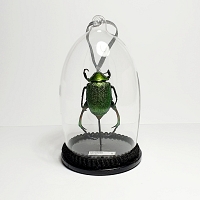 Natuur Historische Decoratie. Bladsprietkever